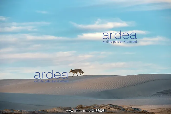 : Coyote (Canis latrans) in sand dunes, Baja California : Coyote (Canis latrans) in sand dunes, Baja California