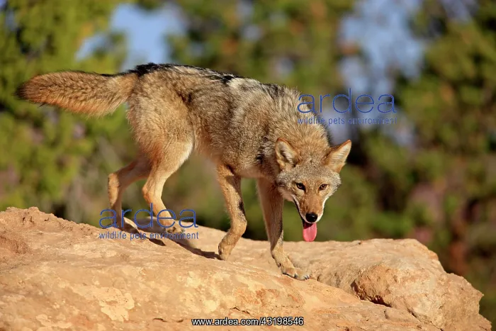 : Coyote (Canis latrans) searching for food, Utah : Coyote (Canis latrans) searching for food, Utah
