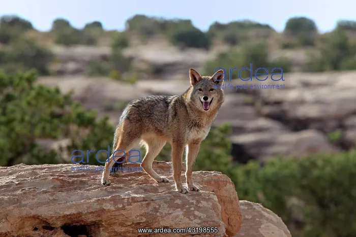 : Coyote (Canis latrans) standing on rocks, Utah : Coyote (Canis latrans) standing on rocks, Utah
