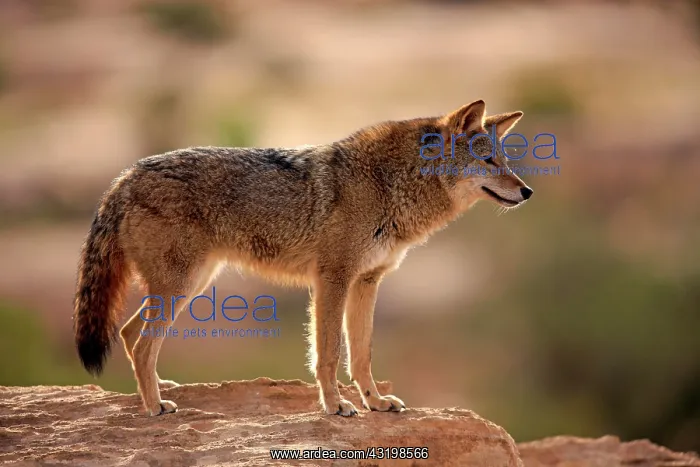 : Coyote (Canis latrans) standing on rocks, Utah : Coyote (Canis latrans) standing on rocks, Utah