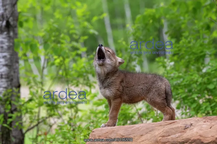  : Coyote (Canis latrans), Young, Howling, Minnesota