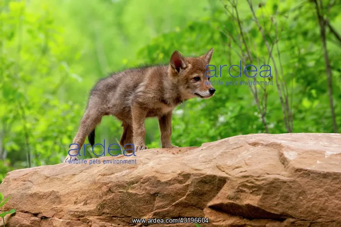 : Coyote (Canis latrans), Young, Minnesota, United : Coyote (Canis latrans), Young, Minnesota, United