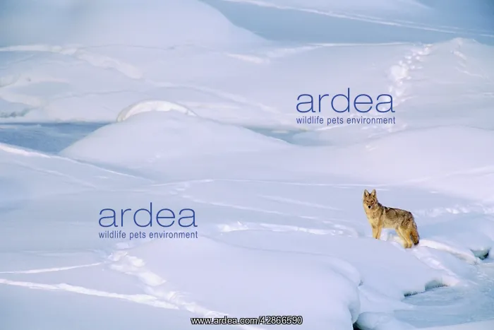 : Coyote - checking out other animal tracks on frozen : Coyote - checking out other animal tracks on frozen