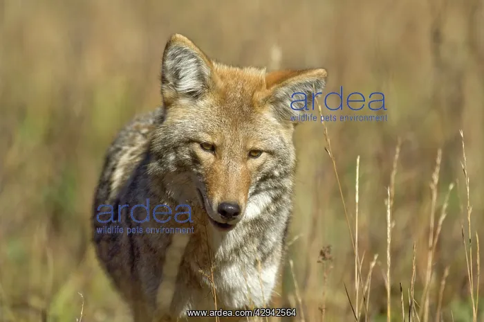  : Coyote - Close up of head from front