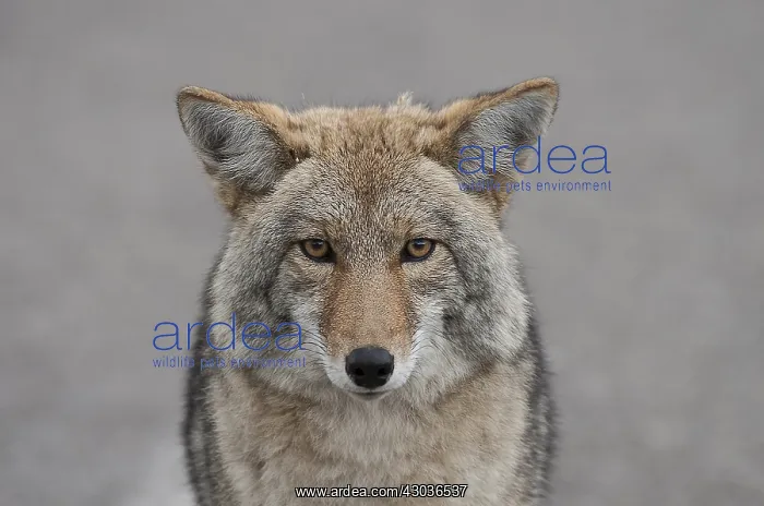  : Coyote close up starring - Close up of Coyote starring