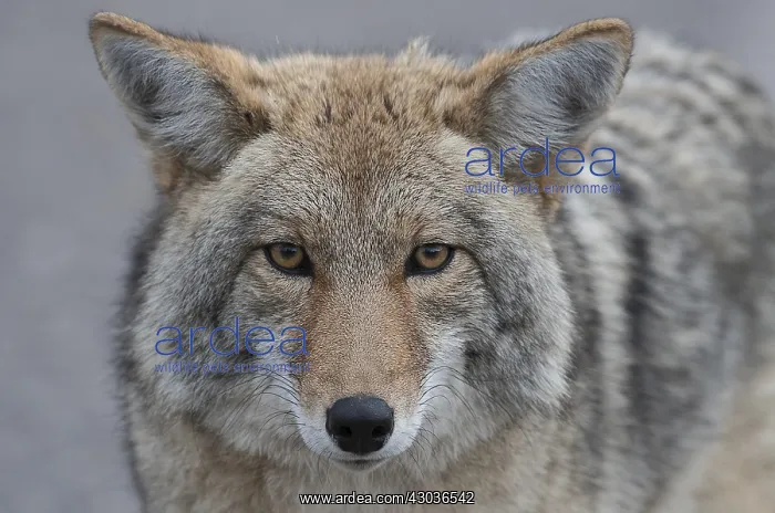 : Coyote close up starring - Close up of Coyote starring : Coyote close up starring - Close up of Coyote starring