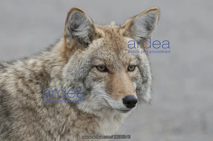 : Coyote close up starring - Close up of Coyote starring : Coyote close up starring - Close up of Coyote starring