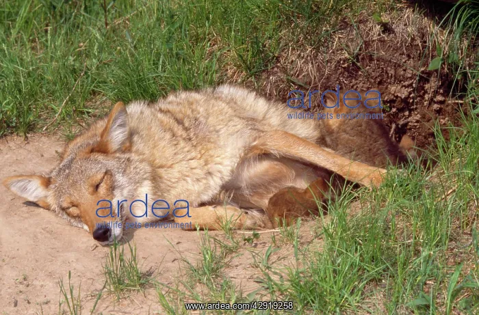 : Coyote - at den with pups : Coyote - at den with pups