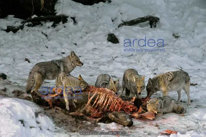 : Coyote - feeding (scavenging) on elk carcass (Elk : Coyote - feeding (scavenging) on elk carcass (Elk