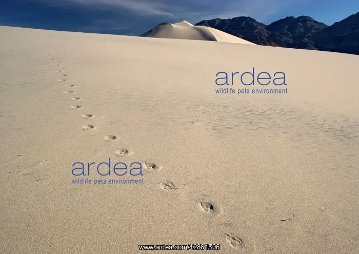 : Coyote Footprints - on sand dunes : Coyote Footprints - on sand dunes
