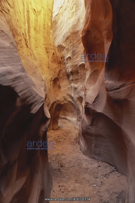 : Coyote Gulch, Utah : Coyote Gulch, Utah