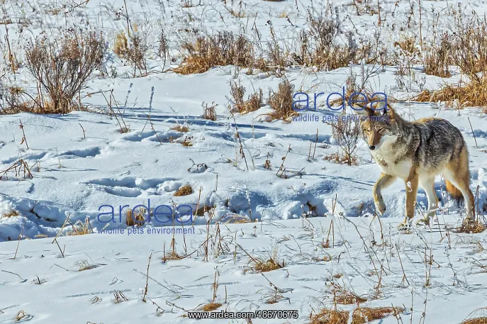 : Coyote in Hayden Valley of Yellowstone National Park : Coyote in Hayden Valley of Yellowstone National Park