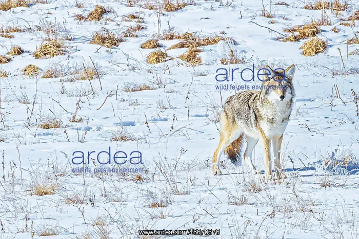 : Coyote in Hayden Valley of Yellowstone National Park : Coyote in Hayden Valley of Yellowstone National Park