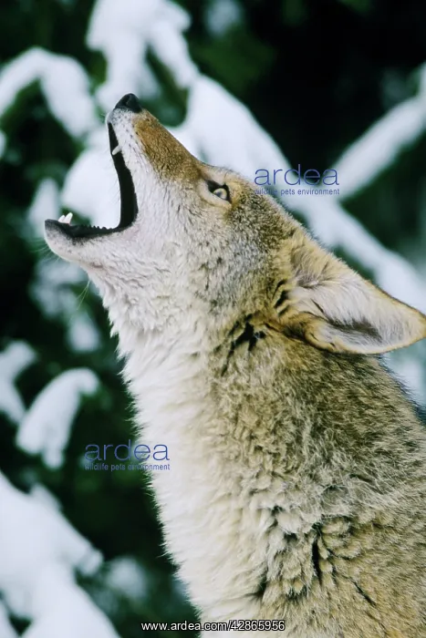 : Coyote - howling : Coyote - howling