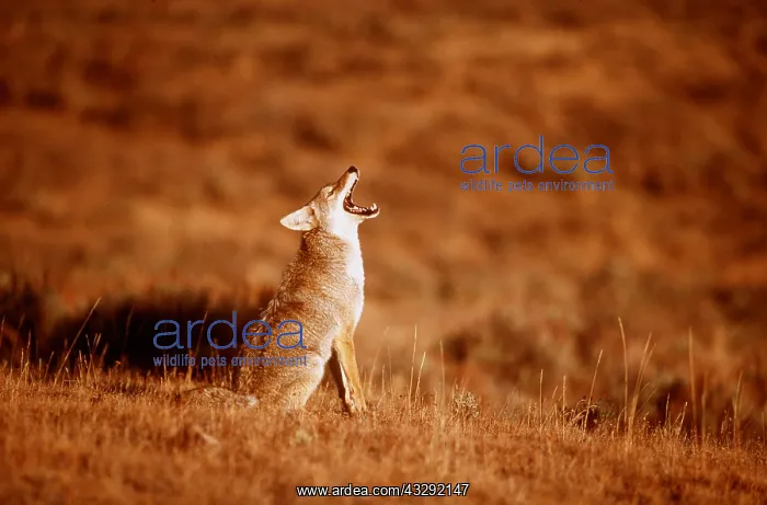 : COYOTE - howling : COYOTE - howling