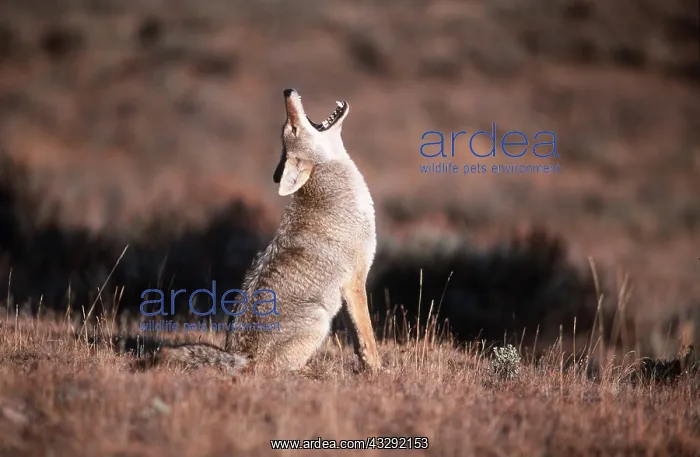 : COYOTE - howling : COYOTE - howling