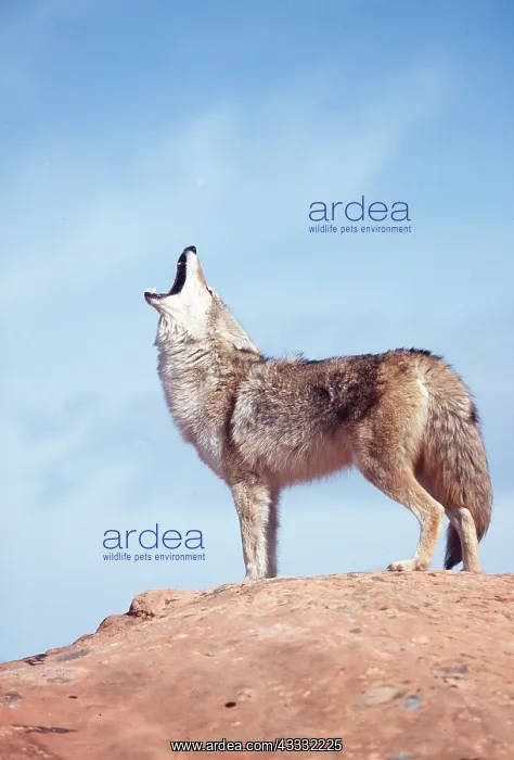 : COYOTE - howls up to blue sky : COYOTE - howls up to blue sky