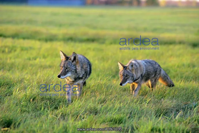 : Coyote - two hunting in farm meadow : Coyote - two hunting in farm meadow