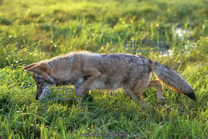 : Coyote - listening intently for vole in grass : Coyote - listening intently for vole in grass