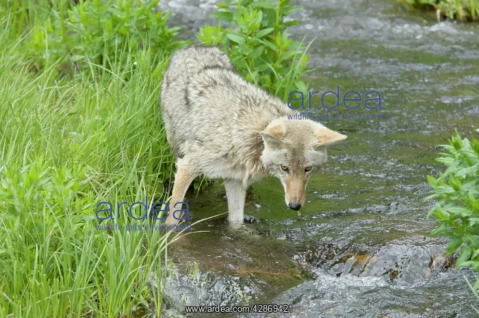 : Coyote - looking for spawning cutthroat trout in : Coyote - looking for spawning cutthroat trout in