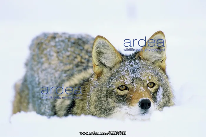 : Coyote - lying in the fresh snow, Winter : Coyote - lying in the fresh snow, Winter