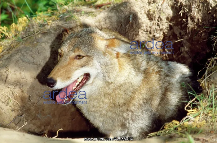 : COYOTE - mother at den : COYOTE - mother at den
