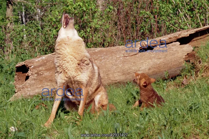 : Coyote - mother and pup howling : Coyote - mother and pup howling