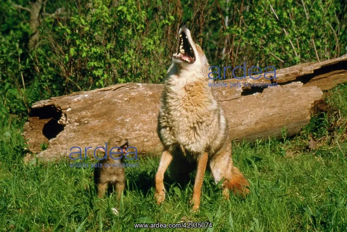 : COYOTE - mother and pup howling together : COYOTE - mother and pup howling together