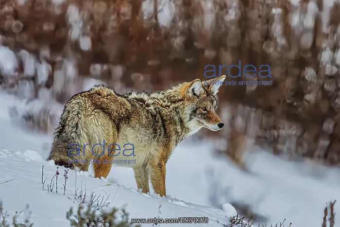 : Coyote in Northern Range of Yellowstone National Park : Coyote in Northern Range of Yellowstone National Park