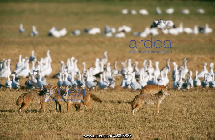 : COYOTE - pack with flock of Snow Geese : COYOTE - pack with flock of Snow Geese
