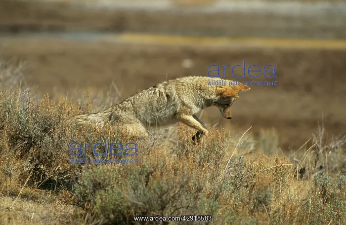 : COYOTE - pouncing : COYOTE - pouncing