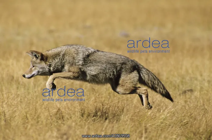 : Coyote - pouncing on vole : Coyote - pouncing on vole