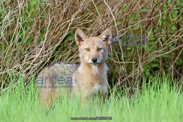  : Coyote - pups