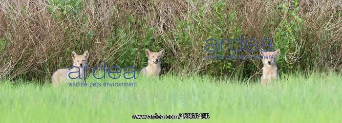  : Coyote - pups