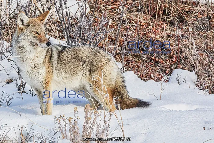 : Coyote roaming in the Lamar Valley in Yellowstone : Coyote roaming in the Lamar Valley in Yellowstone