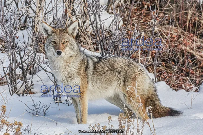 : Coyote roaming in the Lamar Valley in Yellowstone : Coyote roaming in the Lamar Valley in Yellowstone