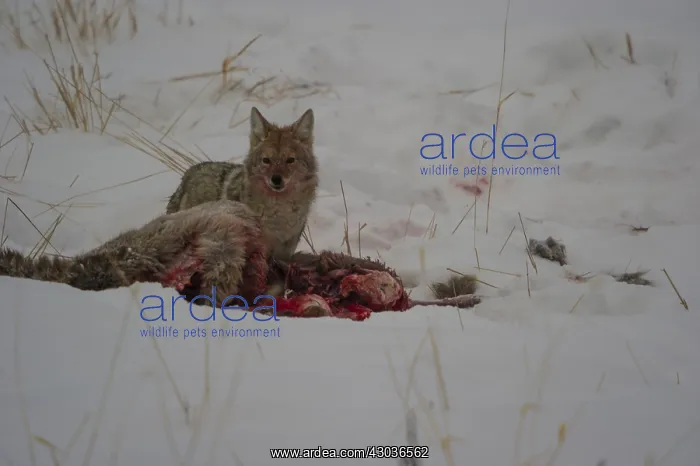 : Coyote scavenging dead elk - Coyote consuming a : Coyote scavenging dead elk - Coyote consuming a