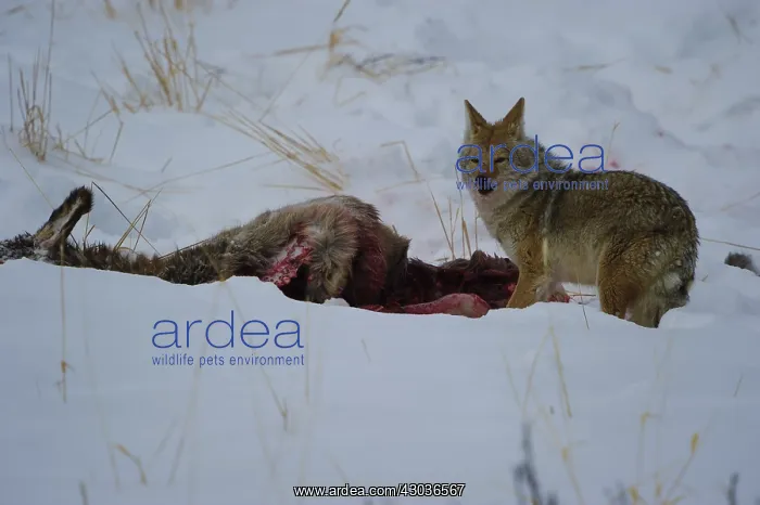 : Coyote scavenging dead elk - Coyote consuming a : Coyote scavenging dead elk - Coyote consuming a