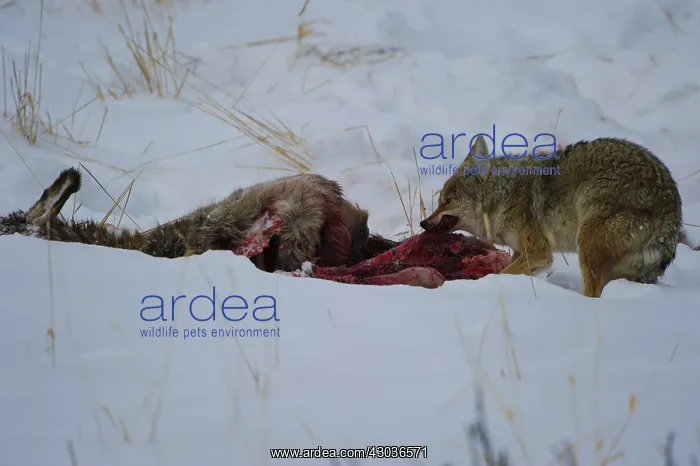 : Coyote scavenging dead elk - Coyote consuming a : Coyote scavenging dead elk - Coyote consuming a