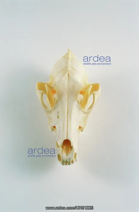 : Coyote skull : Coyote skull