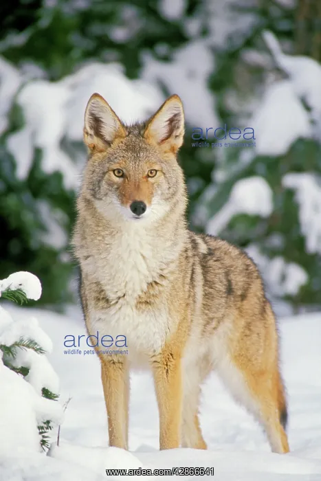 : Coyote in the snow : Coyote in the snow