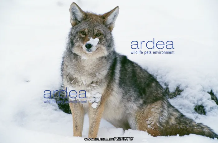  : Coyote - in snow