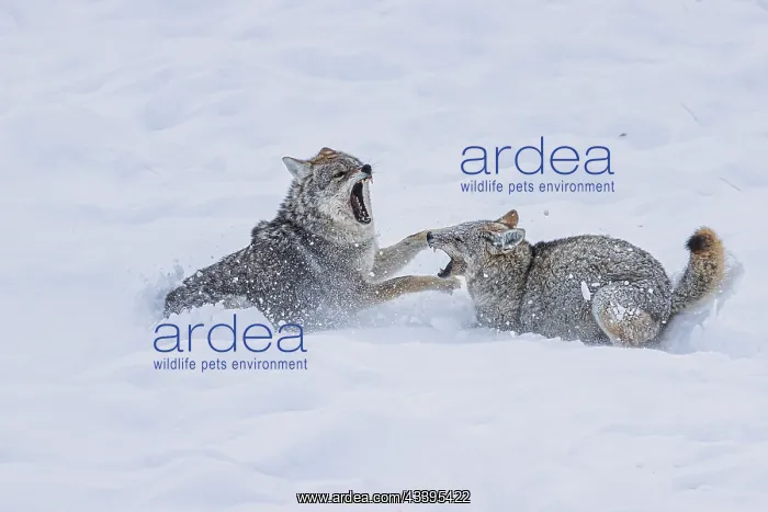 : Coyote during a snowstorm in Yellowstone National : Coyote during a snowstorm in Yellowstone National
