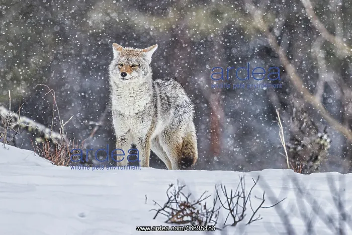 : Coyote during a snowstorm in Yellowstone National : Coyote during a snowstorm in Yellowstone National