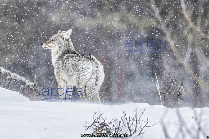 : Coyote during a snowstorm in Yellowstone National : Coyote during a snowstorm in Yellowstone National