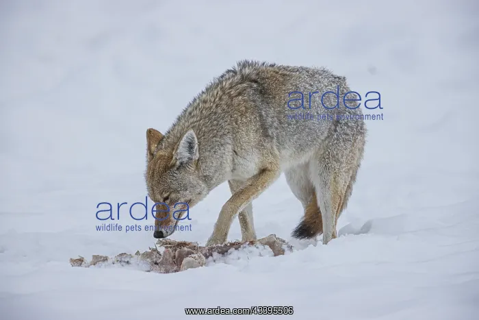 : Coyote during a snowstorm in Yellowstone National : Coyote during a snowstorm in Yellowstone National