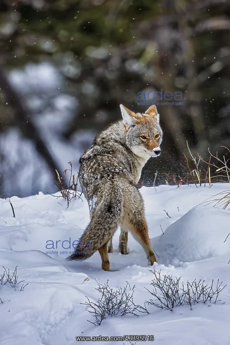  : Coyote during a snowstorm in Yellowstone National