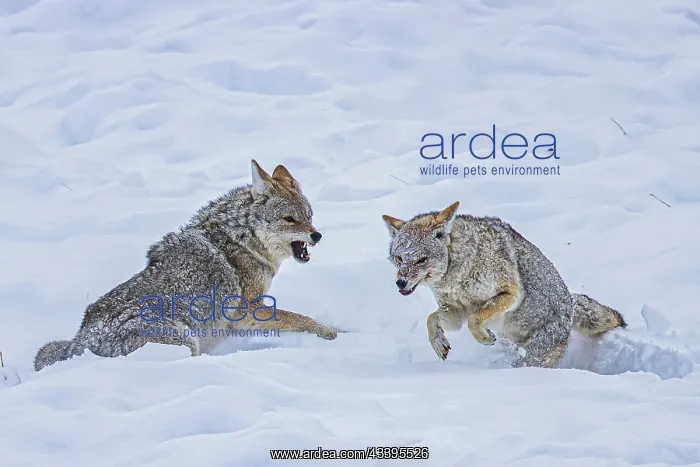 : Coyote during a snowstorm in Yellowstone National : Coyote during a snowstorm in Yellowstone National