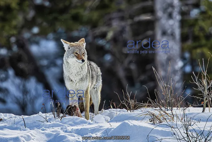 : Coyote during a snowstorm in Yellowstone National : Coyote during a snowstorm in Yellowstone National