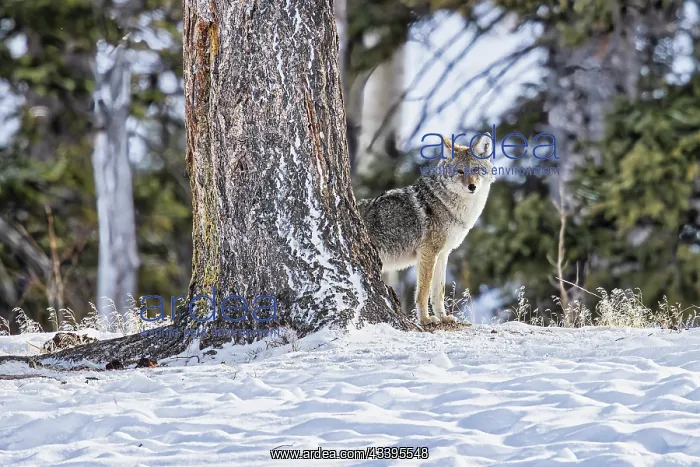 : Coyote during a snowstorm in Yellowstone National : Coyote during a snowstorm in Yellowstone National
